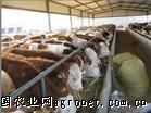 西门塔尔肉牛犊供应引领畜牧产业新篇章——山东润吉牧业综合养殖调拨基地专访