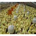 精细化孵化管理 广西兴发联合孵化养殖基地提升禽苗成活率的实践之道